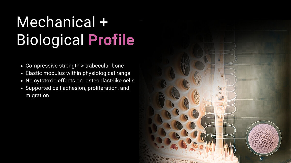 Infographic on porous ceramic scaffold profile: compressive strength above trabecular bone, cytocompatibility, cell adhesion and migration.