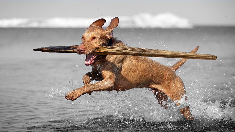 Ein Hund rennt freudig durch seichtes Wasser und trägt einen großen Stock – ein Sinnbild für die positiven Auswirkungen metallfreier orthopädischer Lösungen auf ein aktives Hundeleben.
